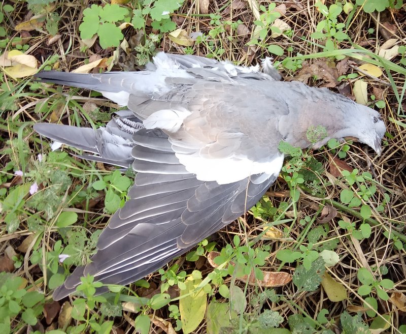 Кракен маркетплейс тор