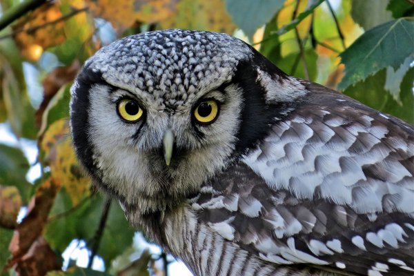 Kraken 16at сайт