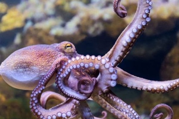 Кракен это даркнет